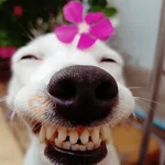 🐶 PERRO SONRIENTE MOODS 🐾 
