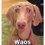 Waos - Perro con cejas🐶 
