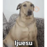 Waos - Perro con cejas🐶 
