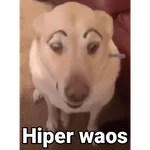 Waos - Perro con cejas🐶 
