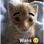 Waos - Perro con cejas🐶 
