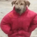 Perritos que tienen frío❄️✨ 
