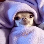 Perritos que tienen frío❄️✨ 

