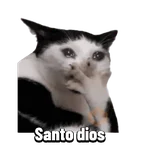 Michis memes 😹😼 
