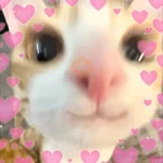 MICHIS 🥰🐱 
