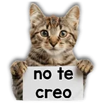 Michi mensajes gatito 🐱📩 
