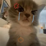 Gatitos enojados😡🐱 
