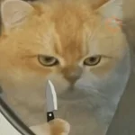 Gatitos enojados😡🐱 
