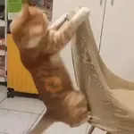 No es mi problema🔥Gato mago🔥 
