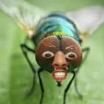 Mira, una mosca 🦟 bzz