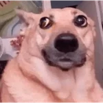 dogs engraçados  
