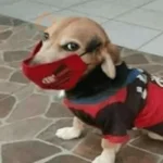dogs engraçados  
