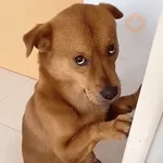 dogs engraçados  
