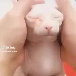 🌈🐱Gatos Divertidos Gif🐱🌈 
