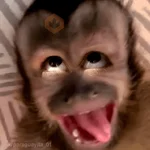 🙊😜🔥 Funny Monkey 🔥😜🙊 
