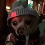 Perros randomcitos 🐶🐾🤭 
