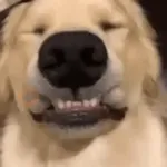 Perros randomcitos 🐶🐾🤭 

