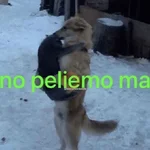 Shitpost MIX ☝🏻🤓 
