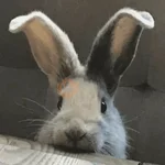 🐇 Conejos Cute 1🐇🐰 
