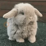🐇 Conejos Cute 1🐇🐰 
