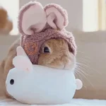 🐇 Conejos Cute 1🐇🐰 

