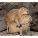 capibaras