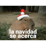 Capibara