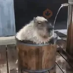 🍉 Capibaras MOV. 🍉