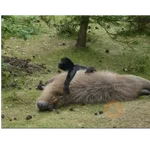 memes de carpinchos capibaras