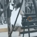 👰 Perdónenme no acepto 🏃🏻‍♀️‍➡️🏃🏻‍♀️‍➡️