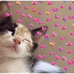 Gatitos de amor 😺💘💞