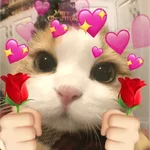 Gatitos de amor 😺💘💞
