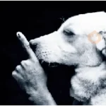 😎 STICKERS SHITPOST 23 🤙