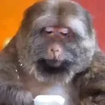 🎵 TIKTOKeando 34🎵