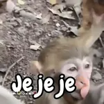 Monos changos graciosos 🐒🐵