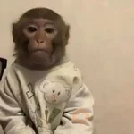 Monos. | @ocenferios  𝐇aki.