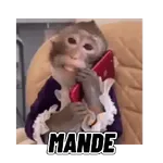 Changuitos mods 🐒🐵