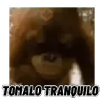 Changuitos mods 🐒🐵
