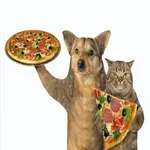 🍕•Ya Llegaron las Pipshash•🍕