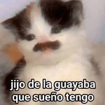 🐶🐱🐵 ANIMALITOS 🐵🐱🐶