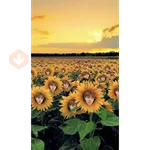bts flores amarillas🌻🌼