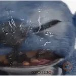 Stitch Película Live Action 🌊