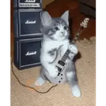 Gatos lol - tiktok 😹