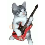Gatos lol - tiktok 😹