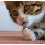 Gatos lol - tiktok 😹