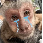 Monos tristes Random🙈