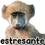 Monos 🐵 changos 🙉