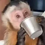 Monos. | @ocenferios  𝐇aki.