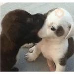 Perritos randoms 💯💥