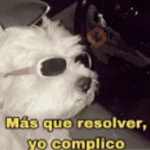 Animales cura depresión🦦